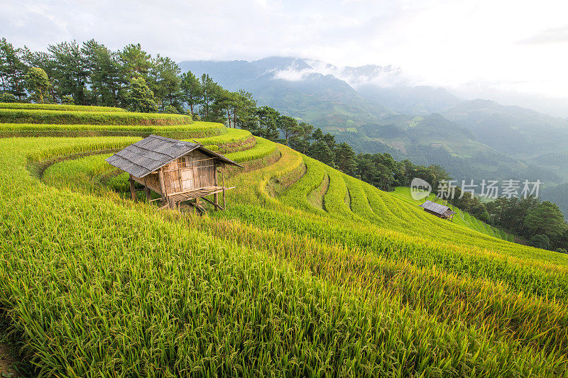 在泰国Pong Piang森林山区山谷的乡村地区，清晨的雾山梯田。